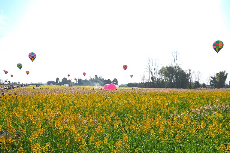 春風拂笑靨 巾幗綻芳華 仟坤集團組織女職工開展踏青賞花暨表彰“三.八”紅旗手活動